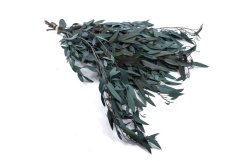 Eukalyptus Baby blue, stabilizovaný