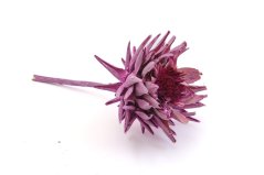Artichoke květ, stabilizovaný