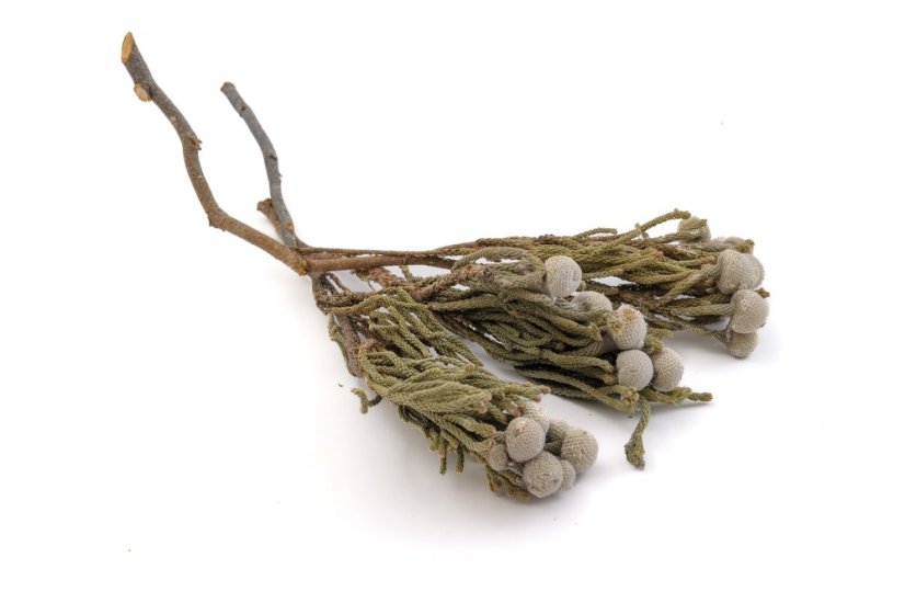 Brunia albiflora silver, 10 ks