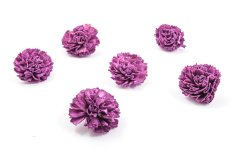 Shola - dekorační květ Karafiát