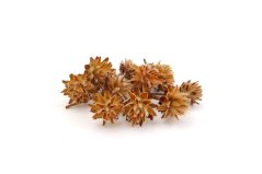 Leucospermum plumosum cream, 20 ks