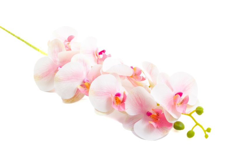 Orchidej 80 cm - Barva: Tmavě růžová