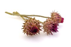 Cynara cardunculus, 5 ks