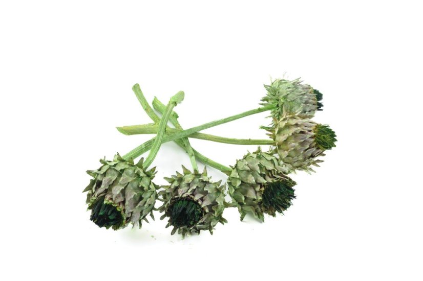 Cynara cardunculus, 5 ks, barvený