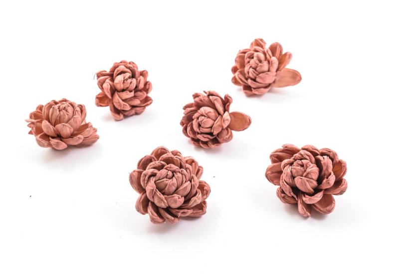 Shola - dekorační květ Chryzantéma