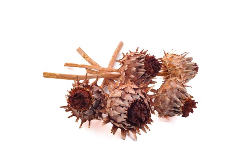Cynara cardunculus, 5 ks, barvený