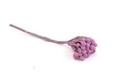 Brunia albiflora, color 10 ks