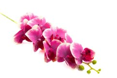 Orchidej 80 cm