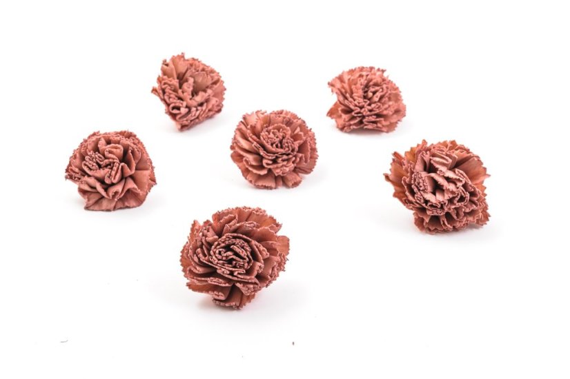 Shola - dekorační květ Karafiát