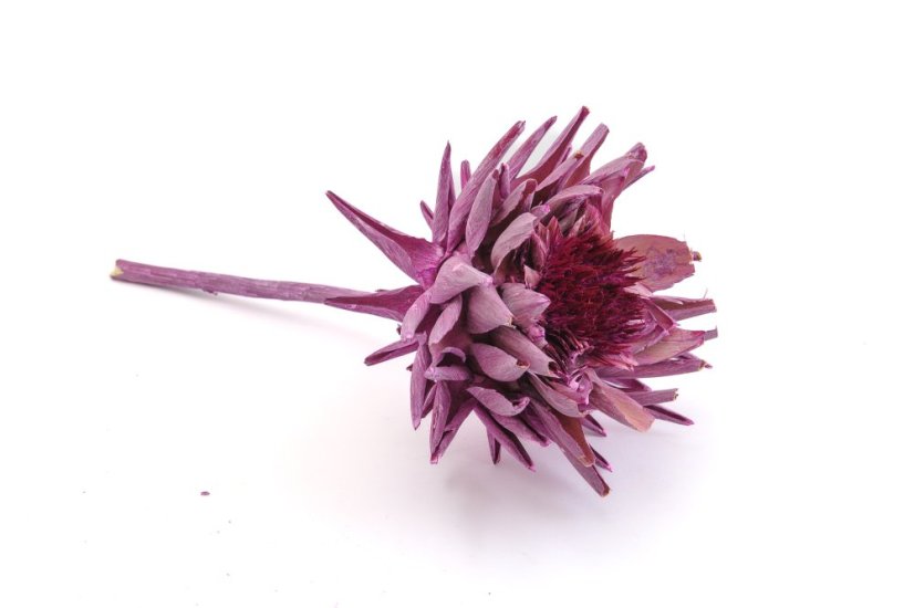 Artichoke květ, stabilizovaný