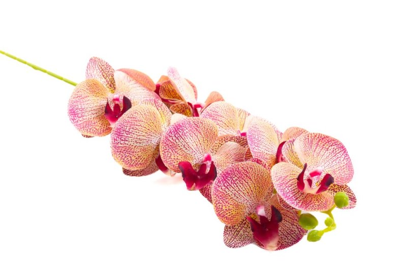 Orchidej 80 cm - Barva: Tmavě růžová