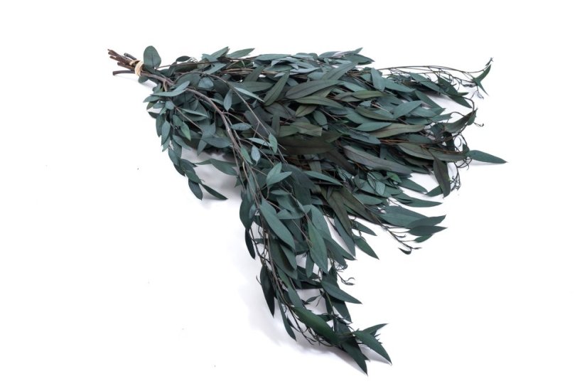 Eukalyptus Baby blue, stabilizovaný - Barva: Tmavě zelená