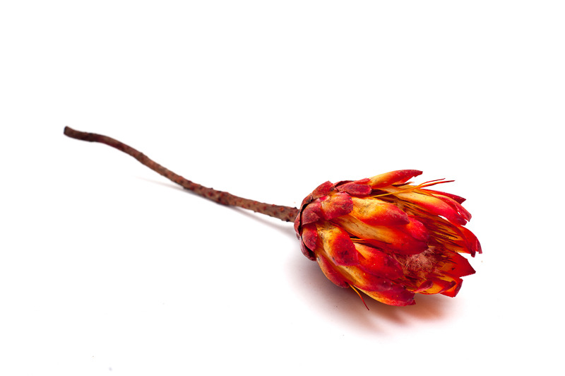 Protea Repens red