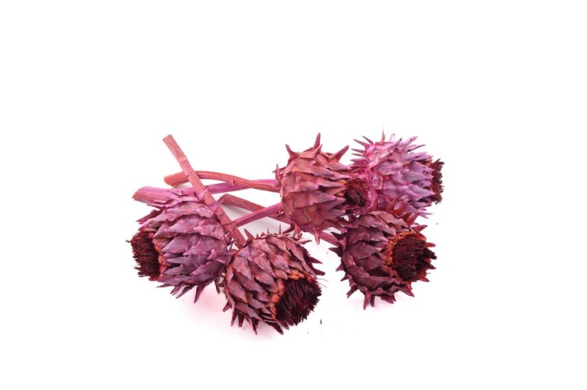 Cynara cardunculus, 5 ks, barvený