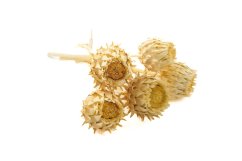 Cynara cardunculus, 5 ks - bělený
