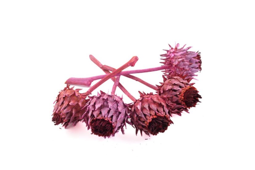 Cynara cardunculus, 5 ks, barvený