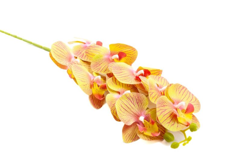 Orchidej 80 cm - Barva: Tmavě růžová