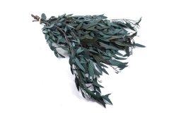 Eukalyptus Baby blue, stabilizovaný