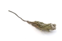 Brunia albiflora silver, 10 ks