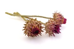 Cynara cardunculus, 5 ks