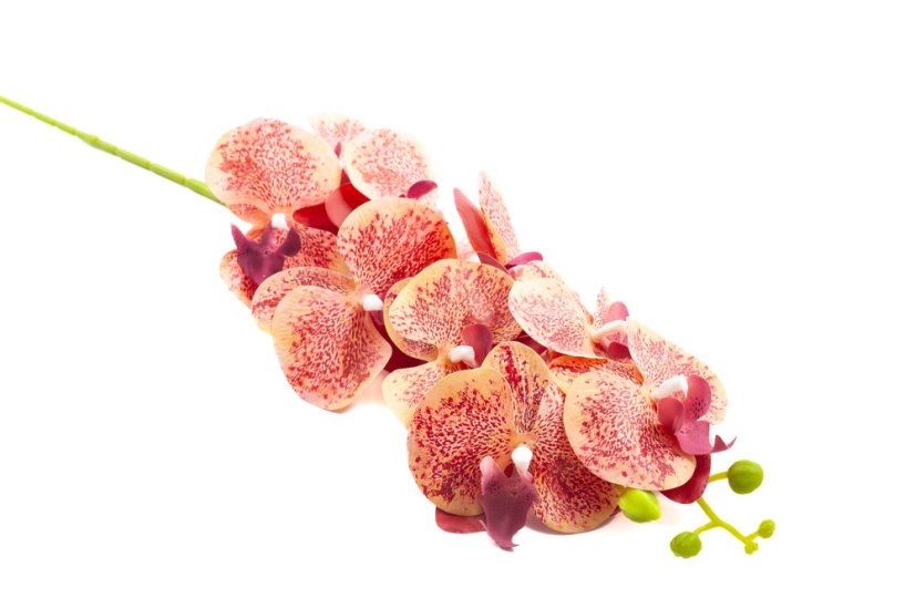 Orchidej 80 cm - Barva: Tmavě růžová