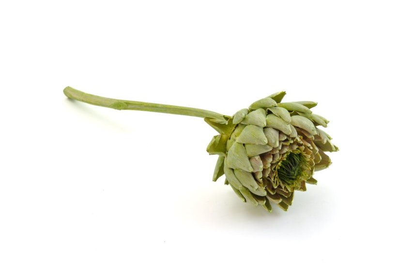 Artichoke květ, stabilizovaný