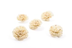 Shola - dekorační květ Karafiát