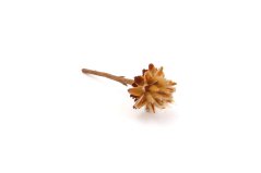 Leucospermum plumosum cream, 20 ks