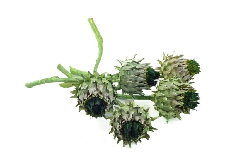 Cynara cardunculus, 5 ks, barvený
