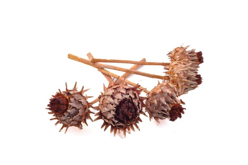 Cynara cardunculus, 5 ks, barvený